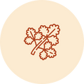 Cilantro